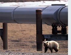 Alaska pipeline bear